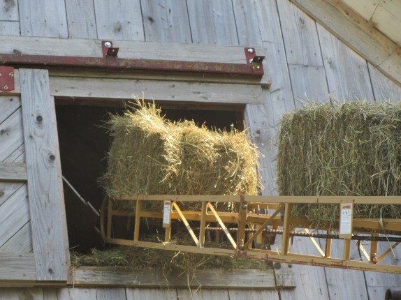 moving bales on the elevator to the hay mow